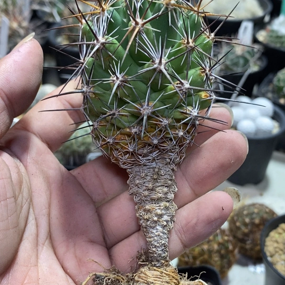 金碧顶花球实生仙人球