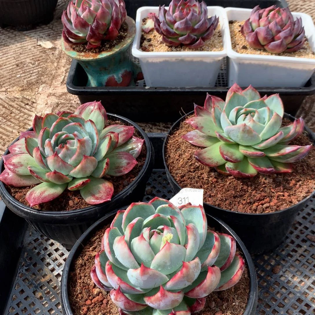 ?****?311惊鸿一组3颗。尺寸13。多肉植物