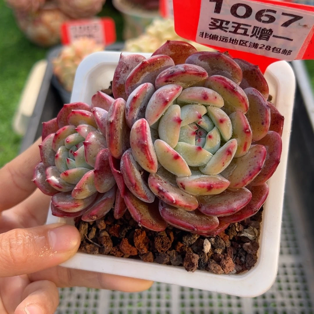 表妹精品多肉1067.