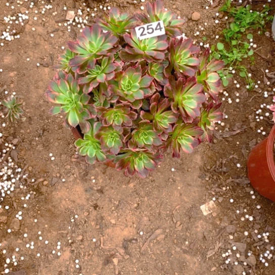无花朵254多肉植物安娜