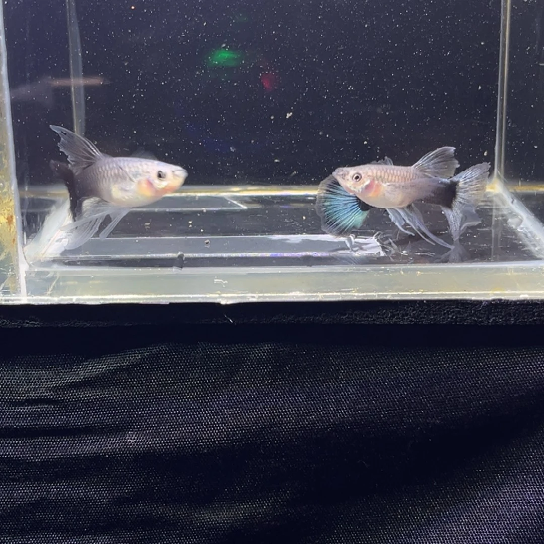 孔雀鱼蓝礼服20孔雀鱼