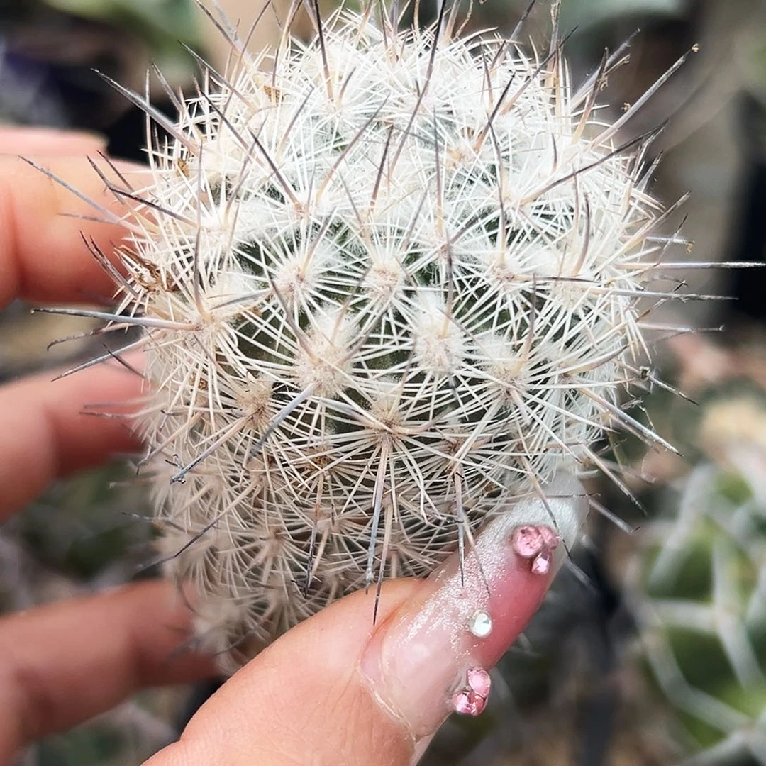 藤荣丸仙人球6666666666