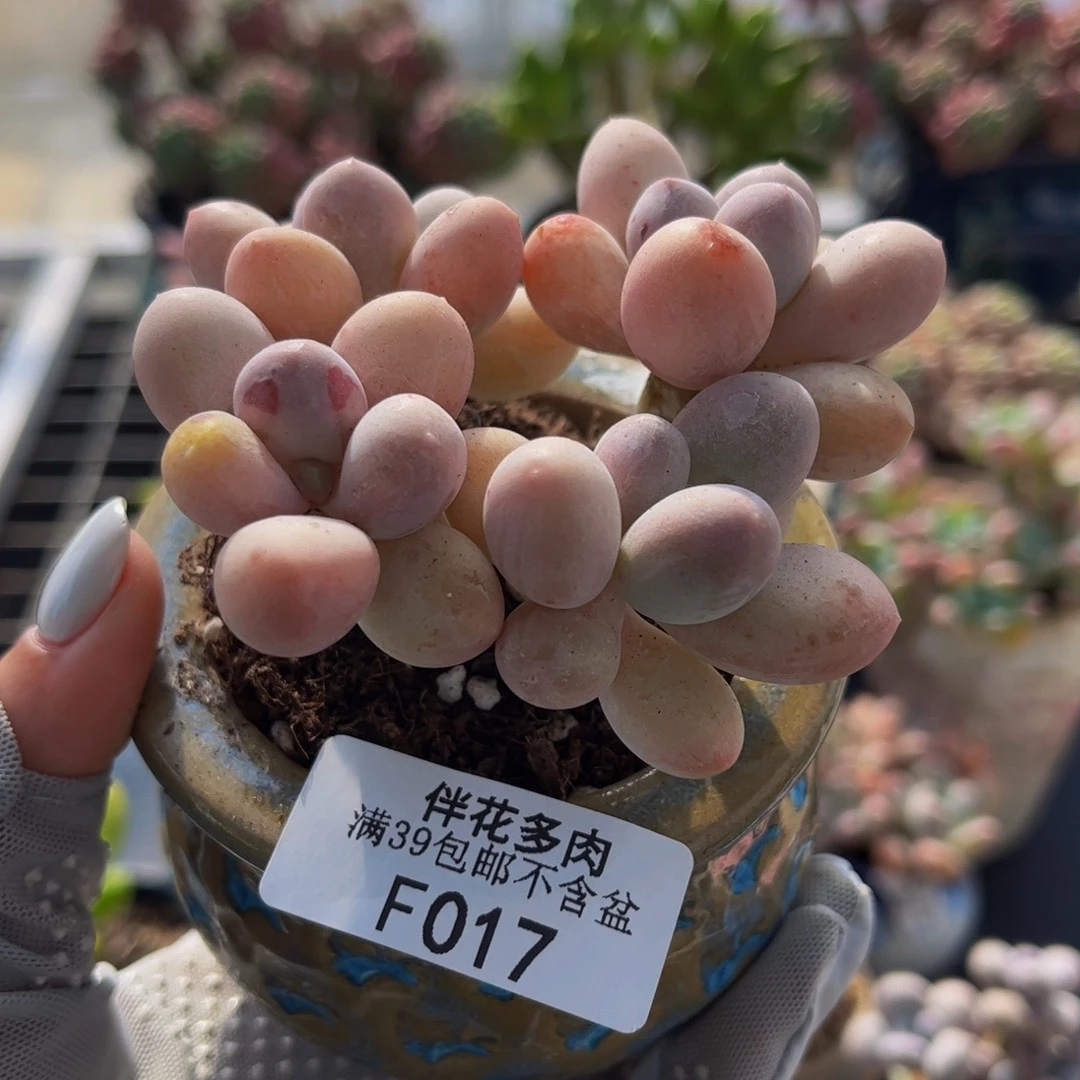 017-香水手指奶酪多肉6cm
