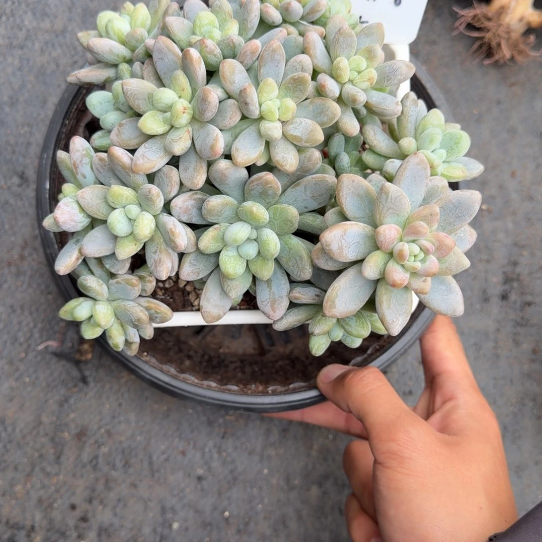 一物一拍天花板海妮娅15