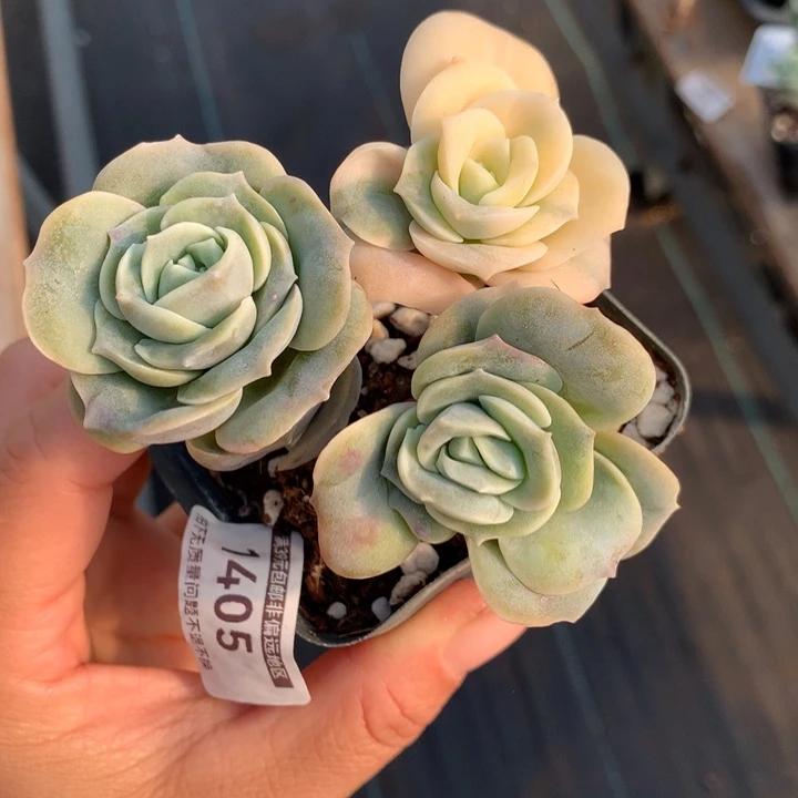 无花朵可爱玫瑰锦1405