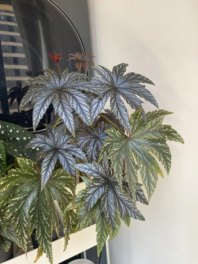 绿鹰狮秋海棠盆栽室内观叶植物绿植好养花卉装饰