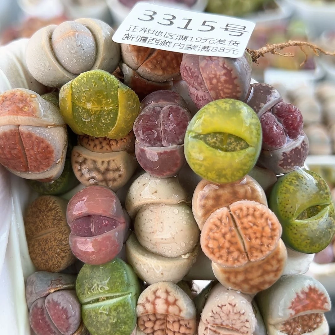 好养易活生石花大母本3315共20颗