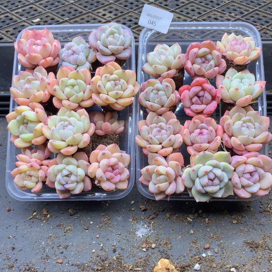 反反复复还是很开心045