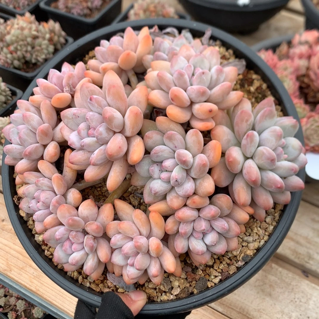 22厘米13头香水 捧花 老桩 无砍 5929