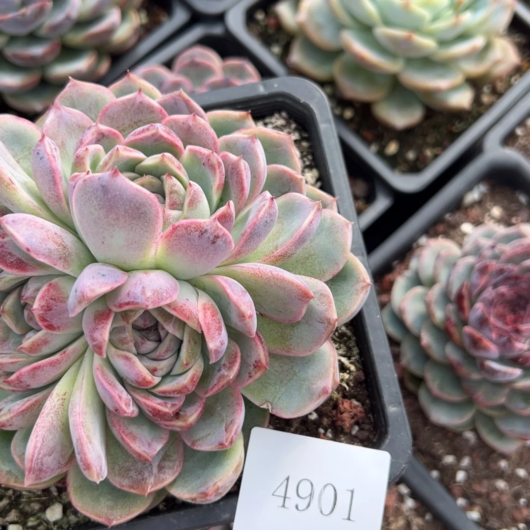 果**台4901肉肉肉肉肉肉肉肉肉