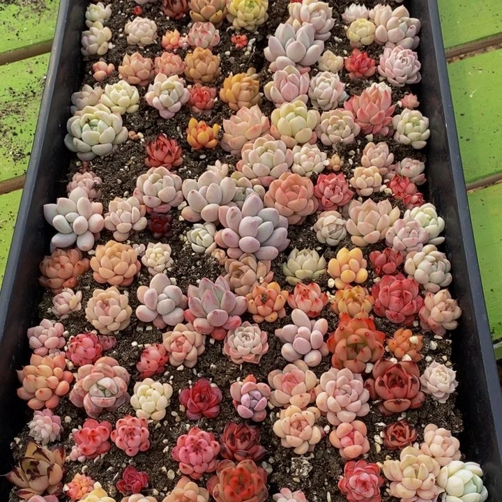 956多肉植物保护研究所所长助理