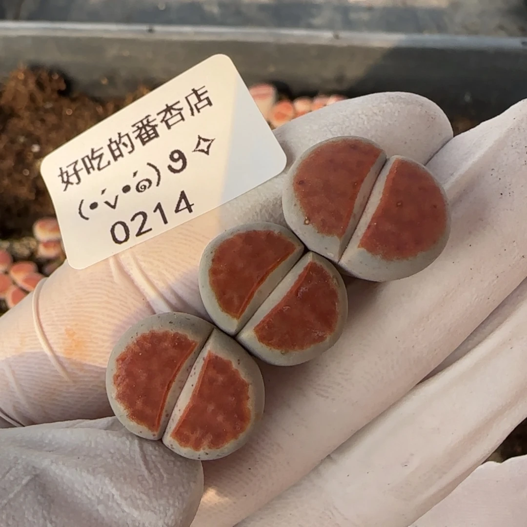 0214。朱唇。。。。。。。