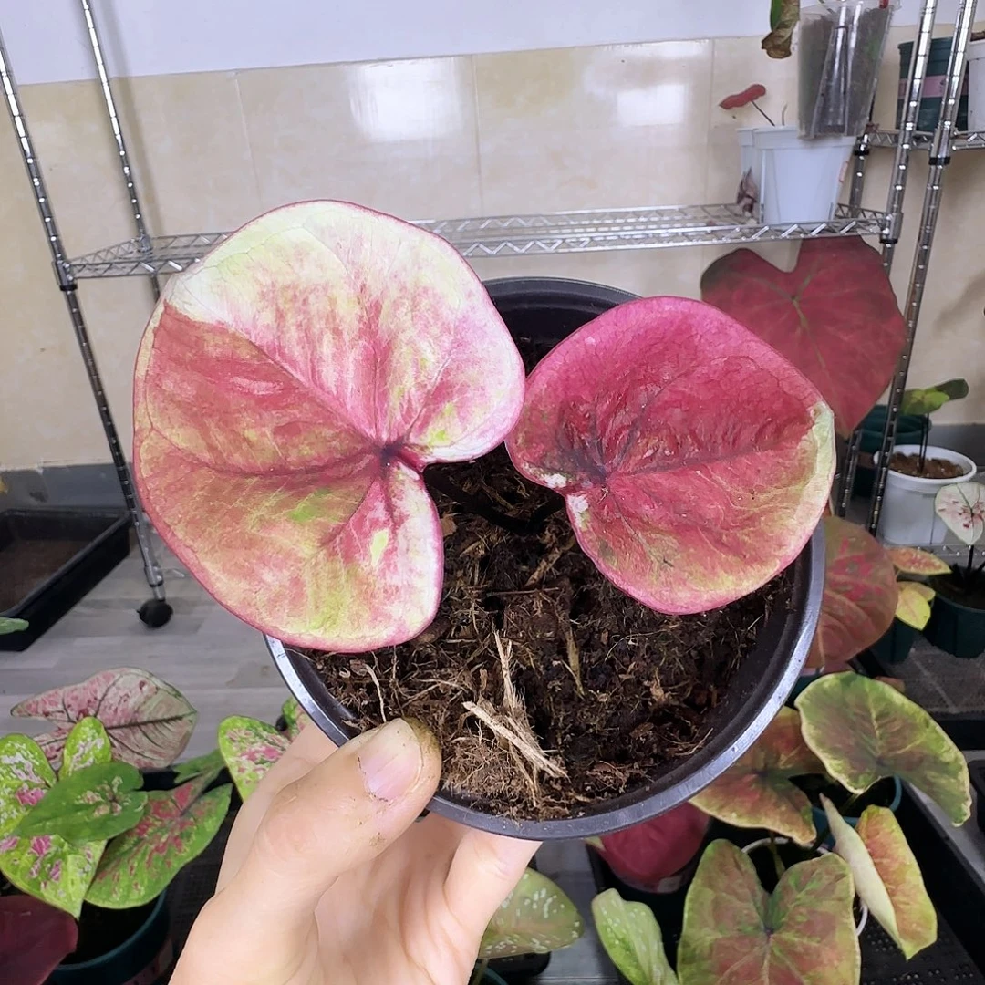 完全开放     15时间之神