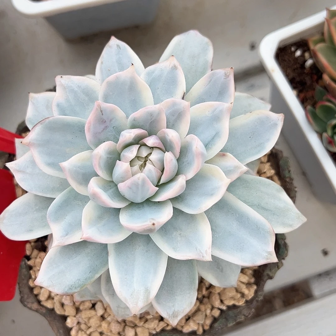 粉蓝鸟锦多肉植物