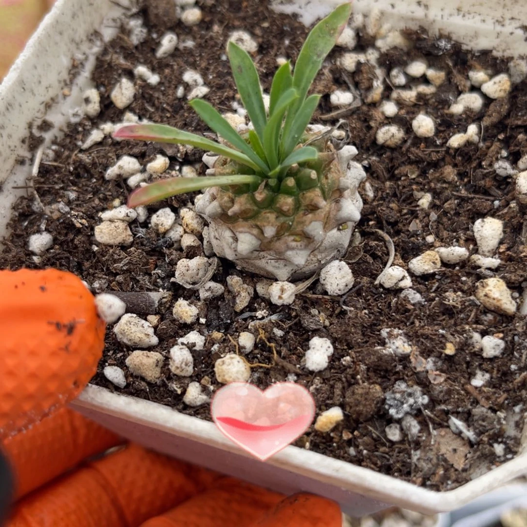 多肉植物一物一拍9