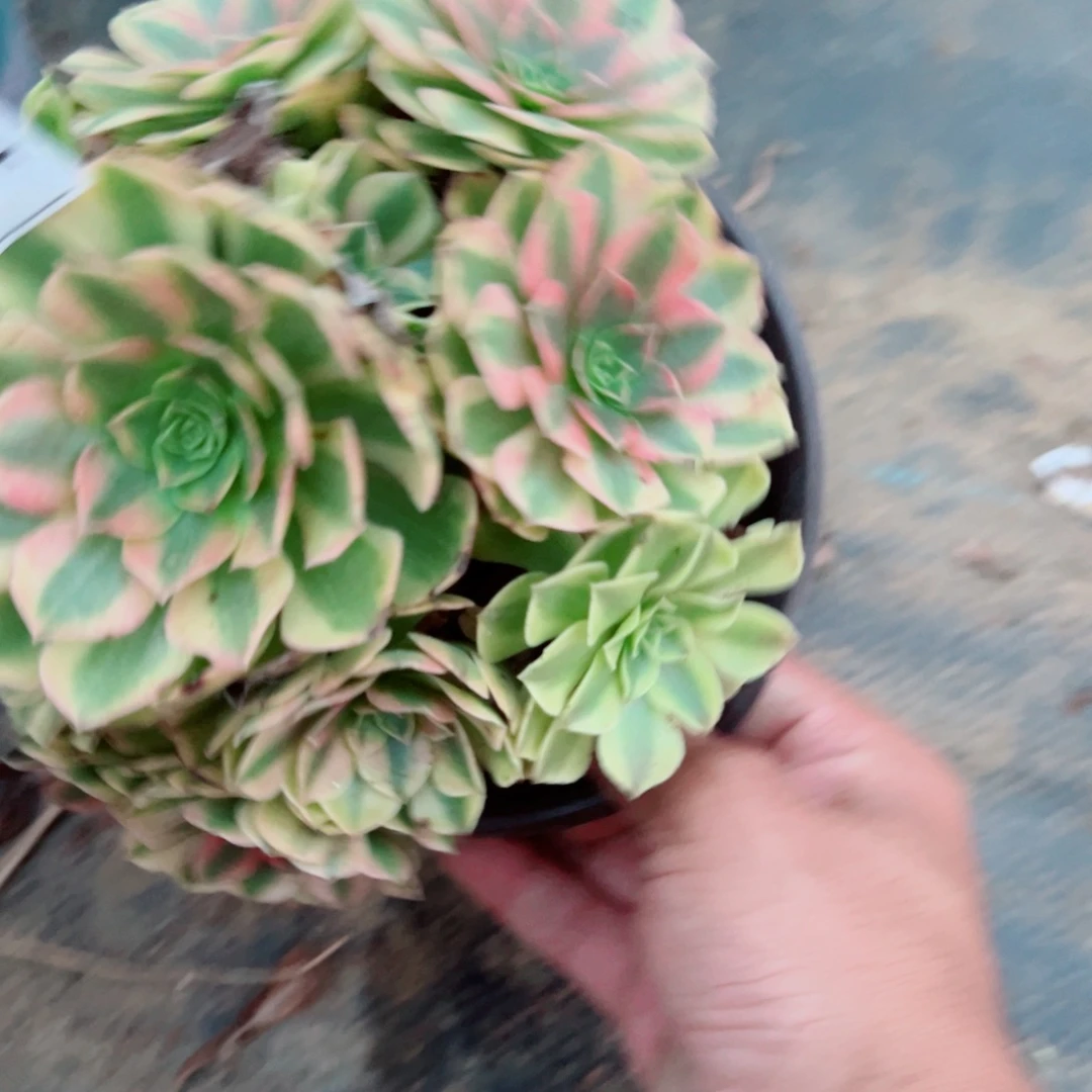 444雨荷多肉植物法师多肉
