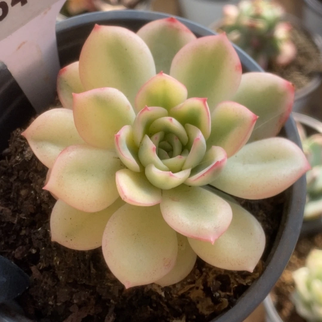 544雨燕座锦锦锦锦锦