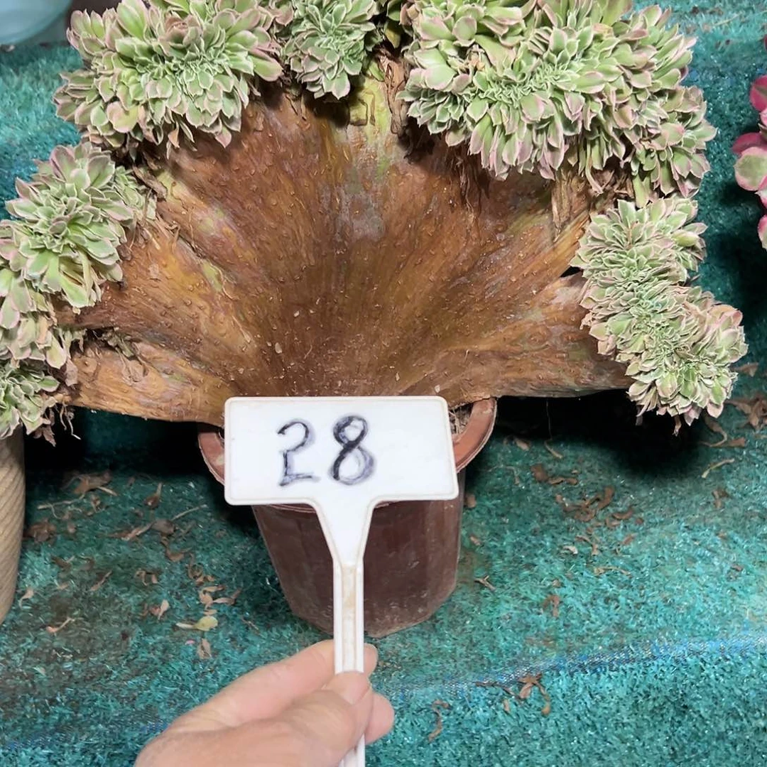 小***艾多肉植物白风缀花28