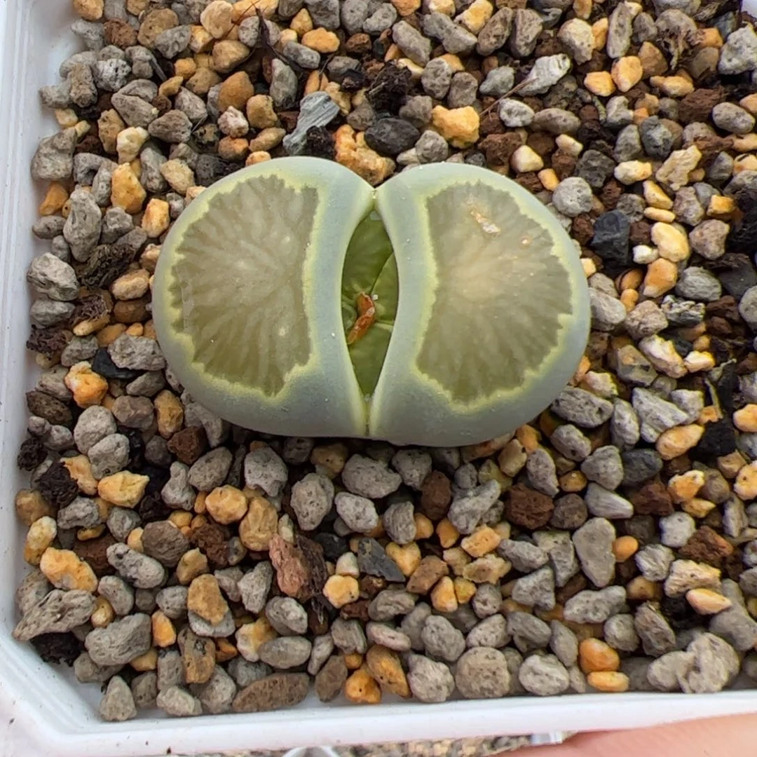 0122号绿菊内双 多肉植物