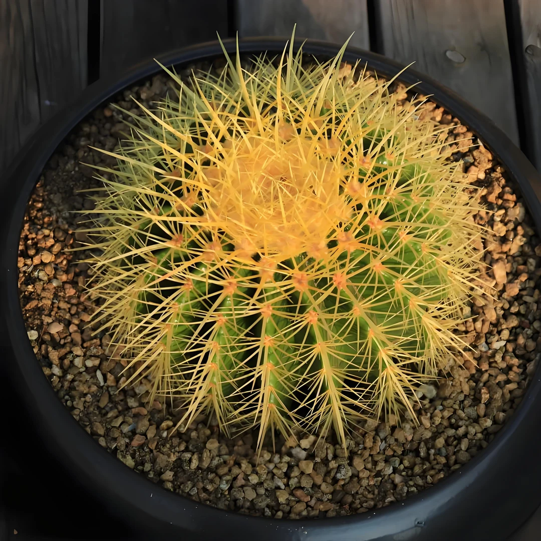 L幺妹金虎仙人球27-29公分左右盆栽绿植冠幅防辐射可净化空气