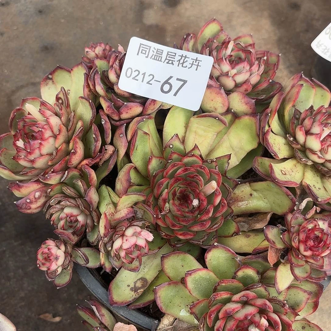 同温层多肉67保利安娜