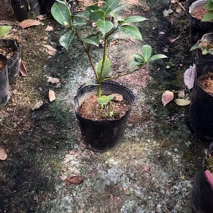 当前无花栽培后可以开花纯水屋