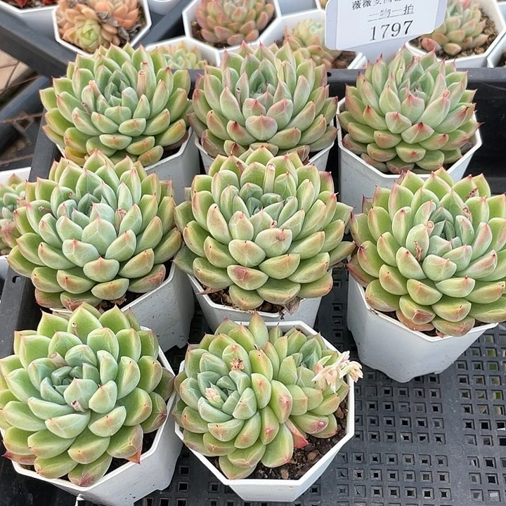 薇薇安园艺多肉1797