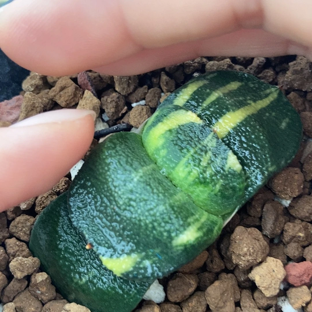 306卧牛实生锦军配大白釉带盆发货