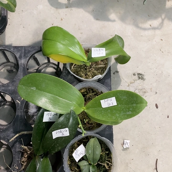 完全开放拯救苗永利黑桃➕109136➕洛比送三文鱼2颗不售后5