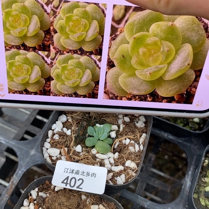 标402青瑶一个量拍