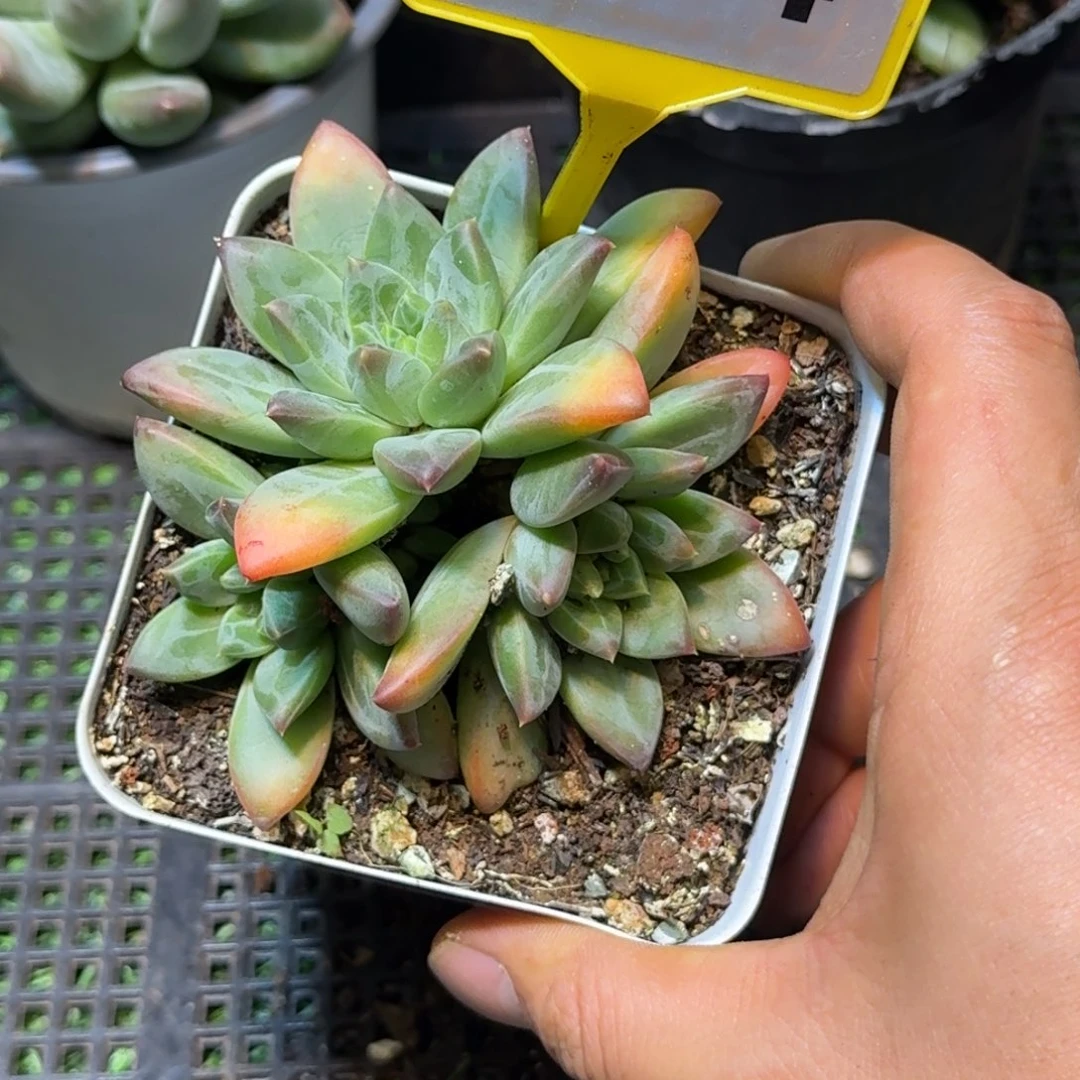 多肉植物彩体美人群874
