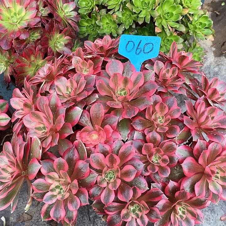 060 一颗女巫法师Dior