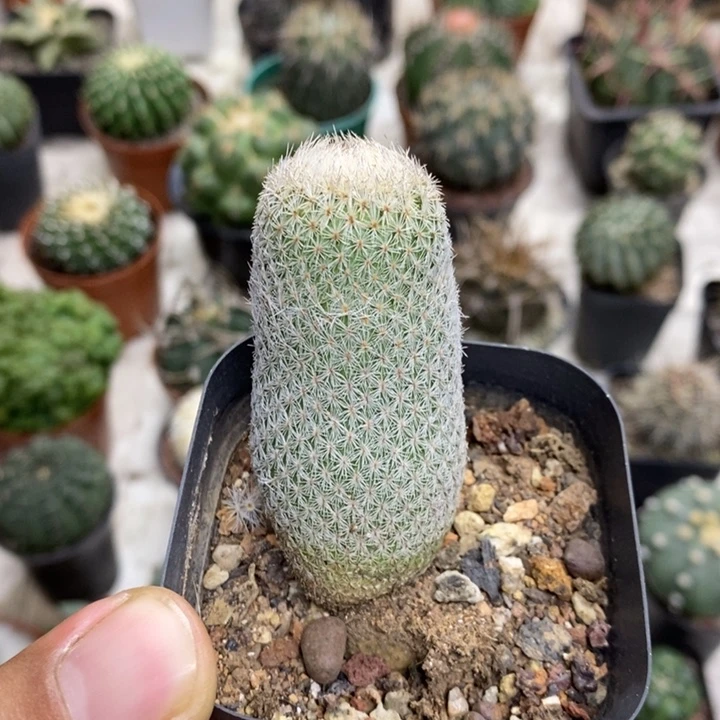 月世界特价福利特价