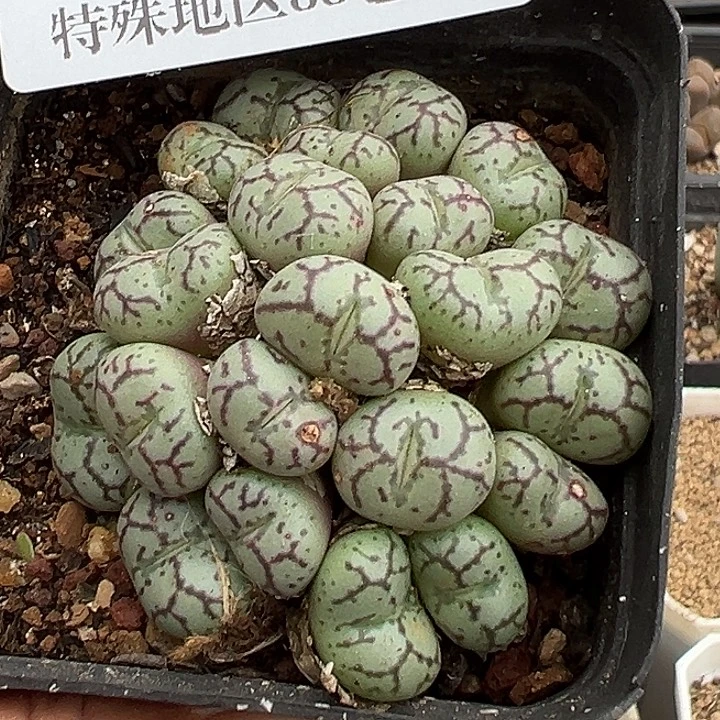 无花朵721号有疤特价猴脸青姬