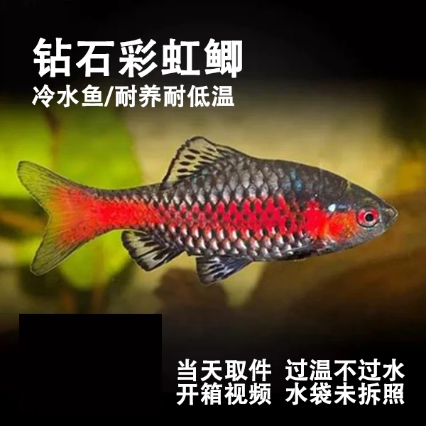 【钻石彩虹鲫】冷水原生观赏鱼耐寒好养小型群游活体鱼活鱼观赏鱼