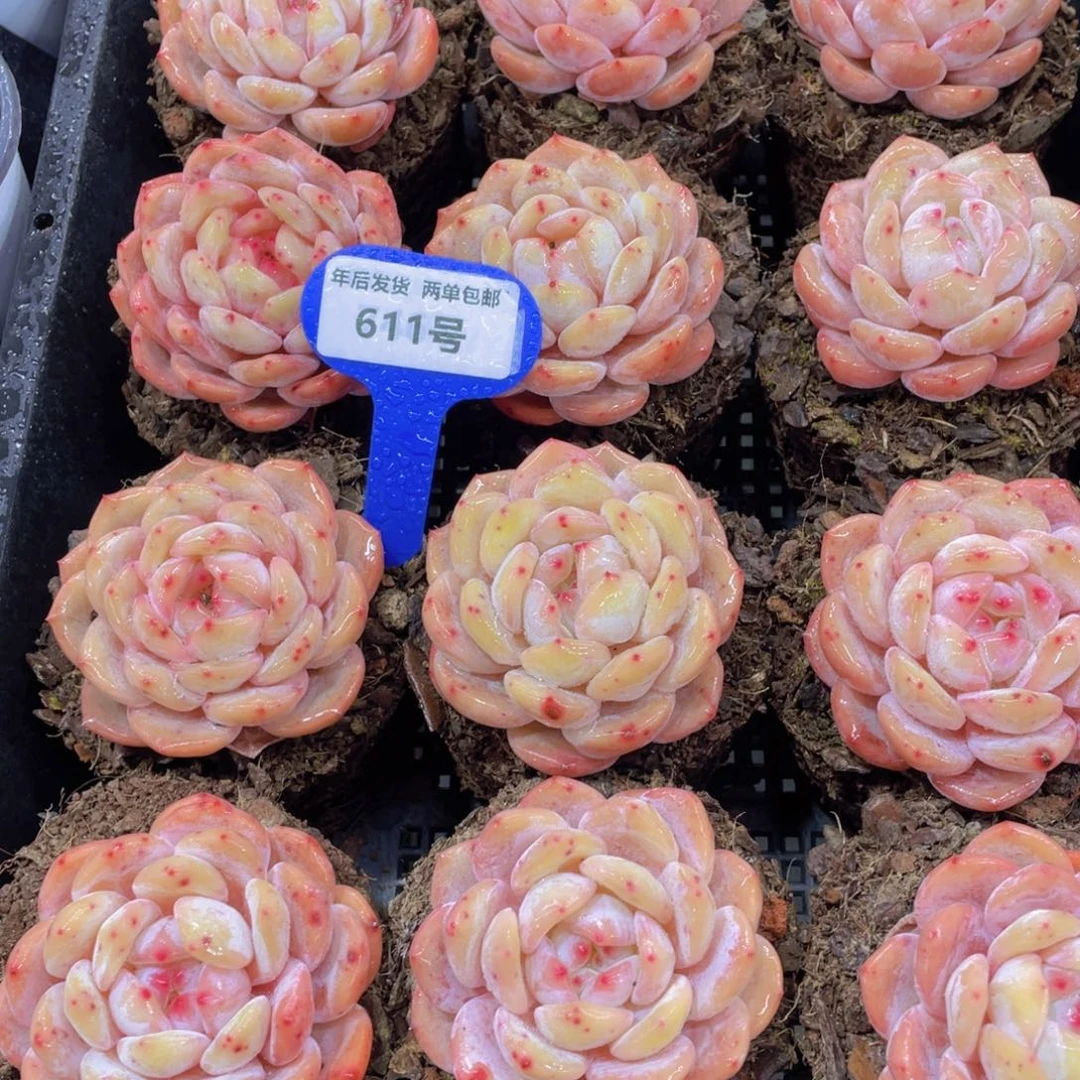 611号冰透全状态仙女橙单头两个