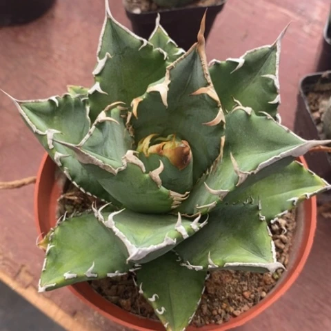 白鲸仁王冠10龙舌兰