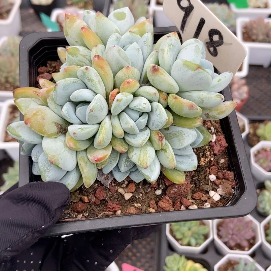 918十头冷香多肉植物保护