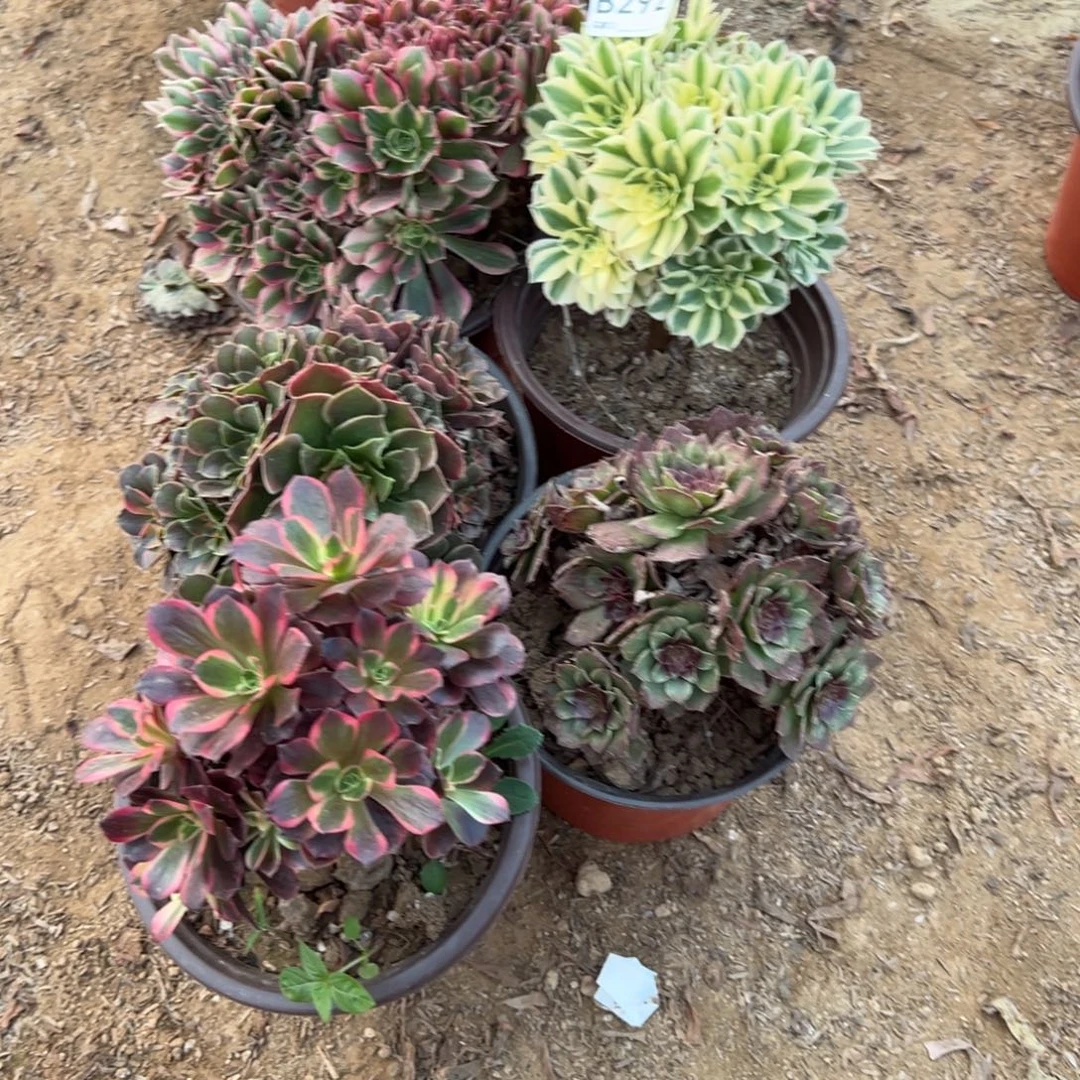 ╭***聊292五颗组合多肉植物