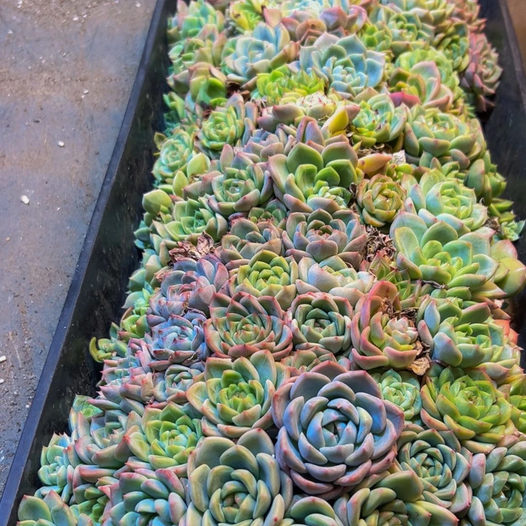 015多肉植物和植物在这里生长