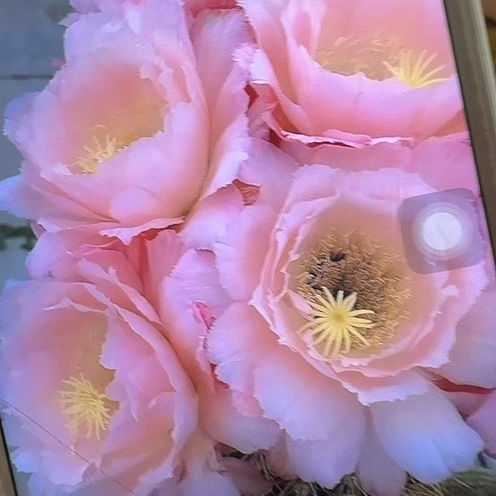 仕女侧芽5公分左右毛花柱（20包邮）