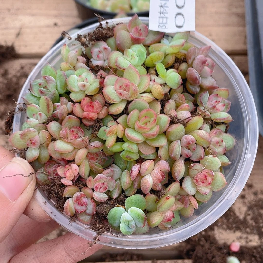多肉植物多肉植物7