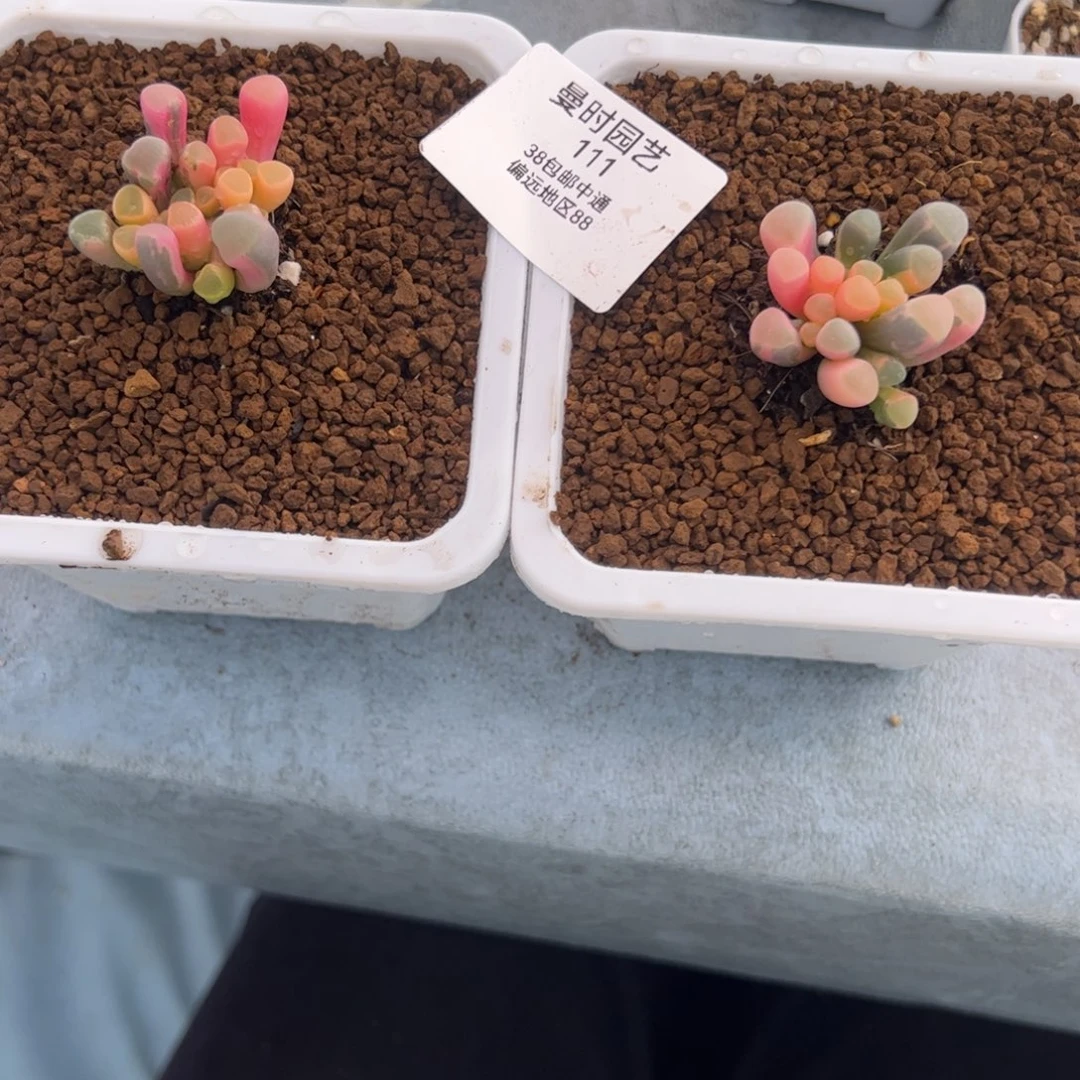 ?**单111号五十2.6多肉