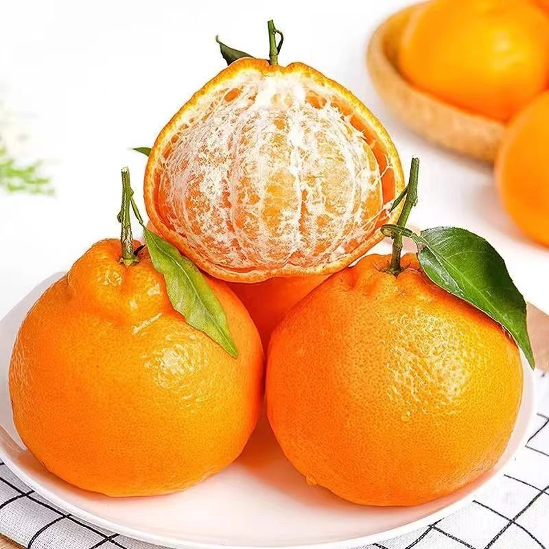 【申柯瑜专属】正宗四川耙耙柑现摘现发果园直发新鲜水果整箱包邮