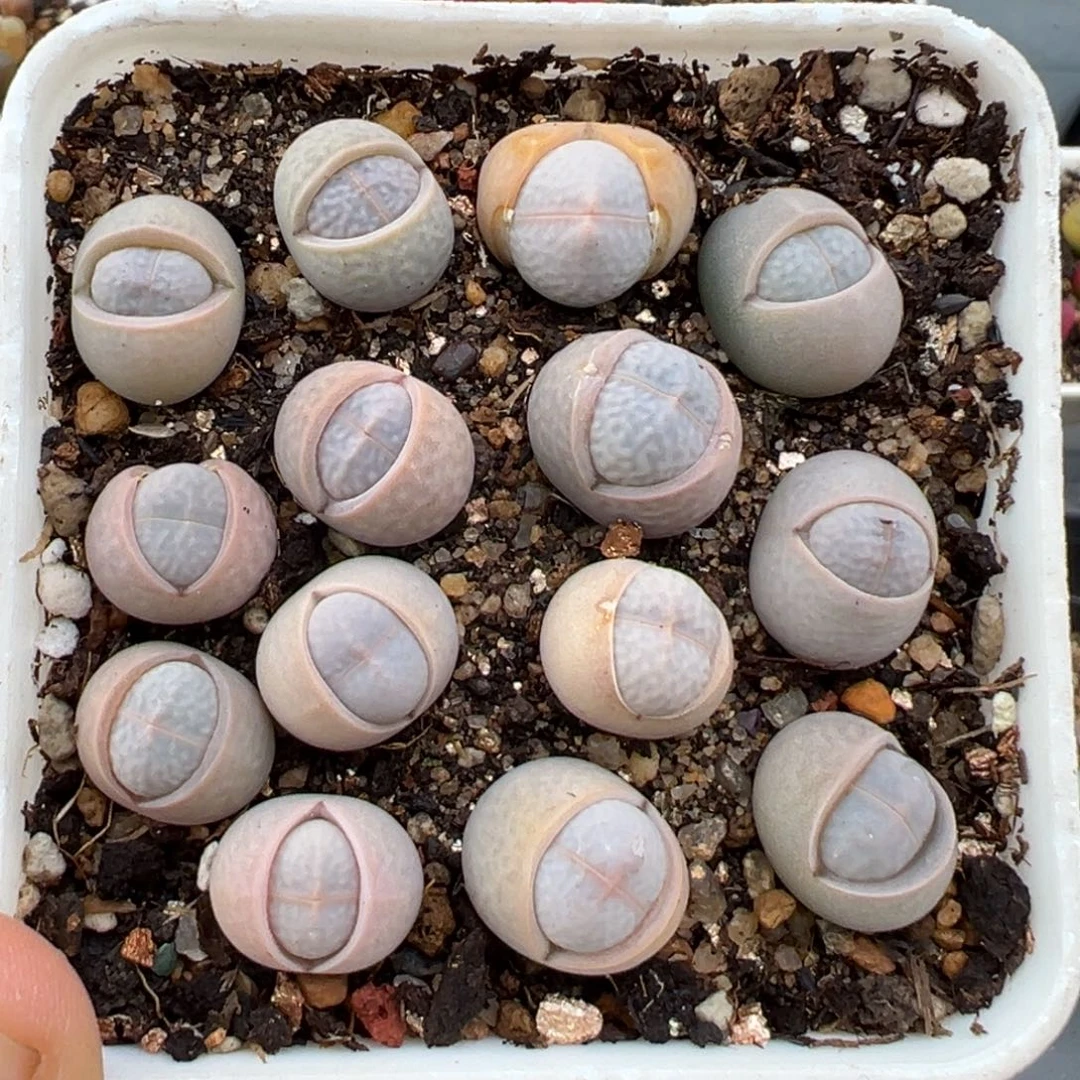 2.3好看的多肉a199