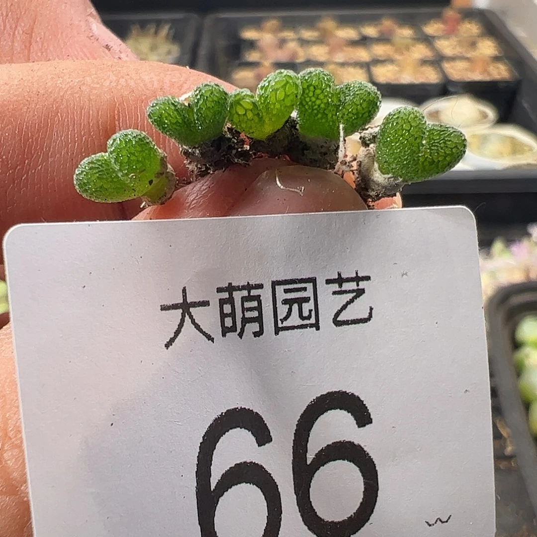 000066量拍能开花的妖奇玉5颗