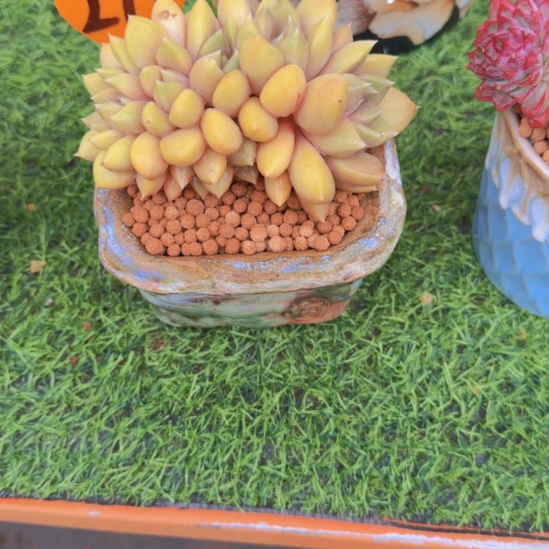 涂****制217多肉植物一物一拍