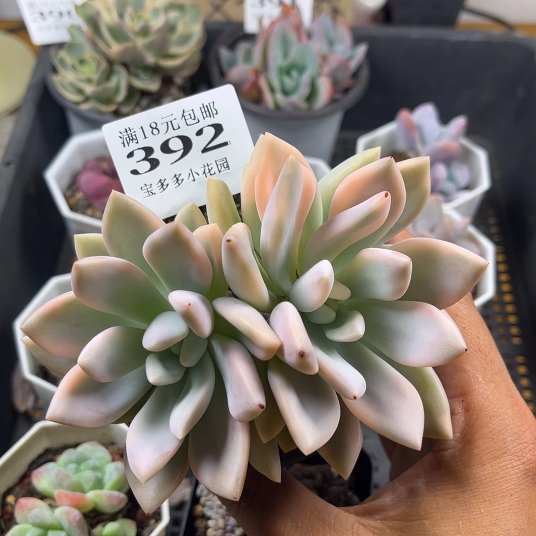 奥普琳娜双头锦有砍一物一拍满18包邮满26多送一颗