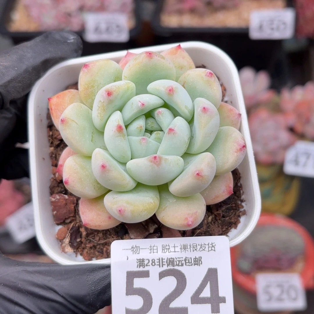 望舒单头无盆土发货