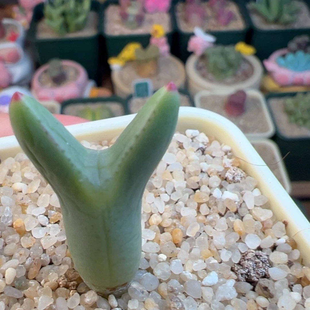 38号尖耳红点皮卡丘……